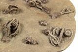 Plate of Eleven Alien-Looking Jimbacrinus Crinoids - Australia #188634-6